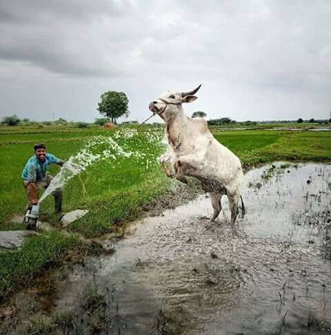 livan_nani's tweet image. For every farmer best friend #backboneofindia @PhotriyaVenky @NatGeoPhotos