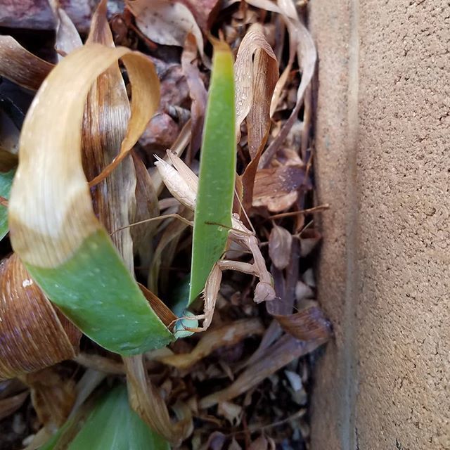 SeedsinDirt's tweet photo. Been watching this guy grow since he was about 1/2 in long... see him every morning... https://t.co/6yHurBeXII