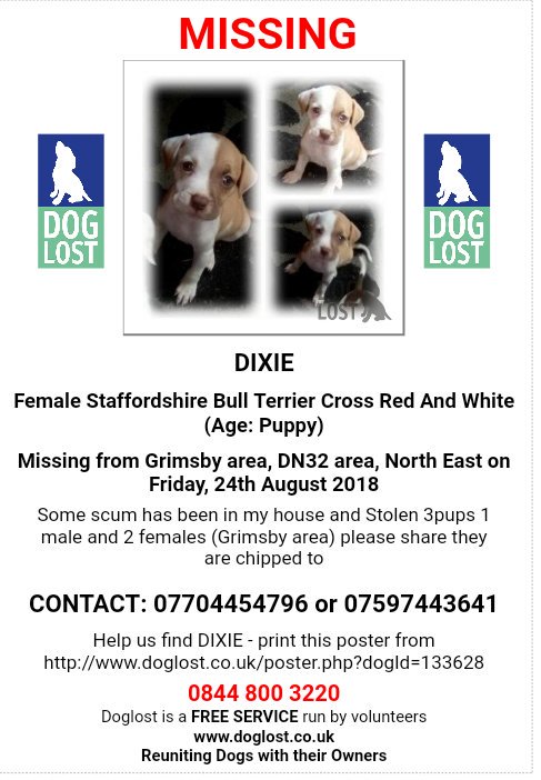 MissingPetsGB's tweet photo. 🐕 Staffy X pup DIXIE
Stolen with LUNA & BOSS (BOSS NOW HOME)
DIXIE, mainly red body with white tail & 4 white legs. She has a DISTINCTIVE HALF WHITE HALF RED FACE
Stolen 24 Aug 2018
#Grimsby area.
#DN32
STOLEN FROM OWN HOUSE https://t.co/YQhEUjLeGV