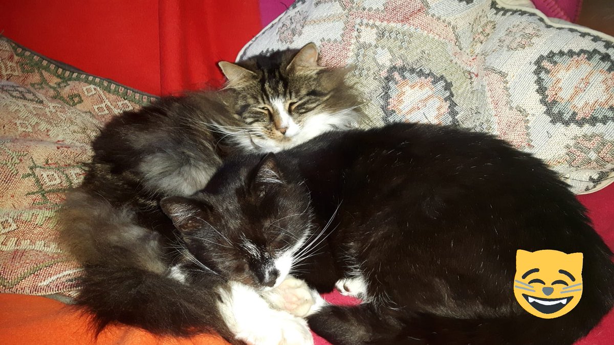 <a href="/Sterlin36955959/">Sterling</a> Hello new furry friend. Looking forward to sharing adventures #Jess #Fudge