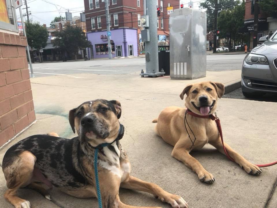 DogWizardLvKy's tweet photo. You can do all kinds of fun stuff with a well-trained dog! Jasper and Colby got to go out for a cup of coffee this morning on Jasper’s last day of training. Make a point of finding a way to include your dog in your life!

#dogtraining #louisvilledogwizard #catahoula #labmix https://t.co/rud1EVNAX7