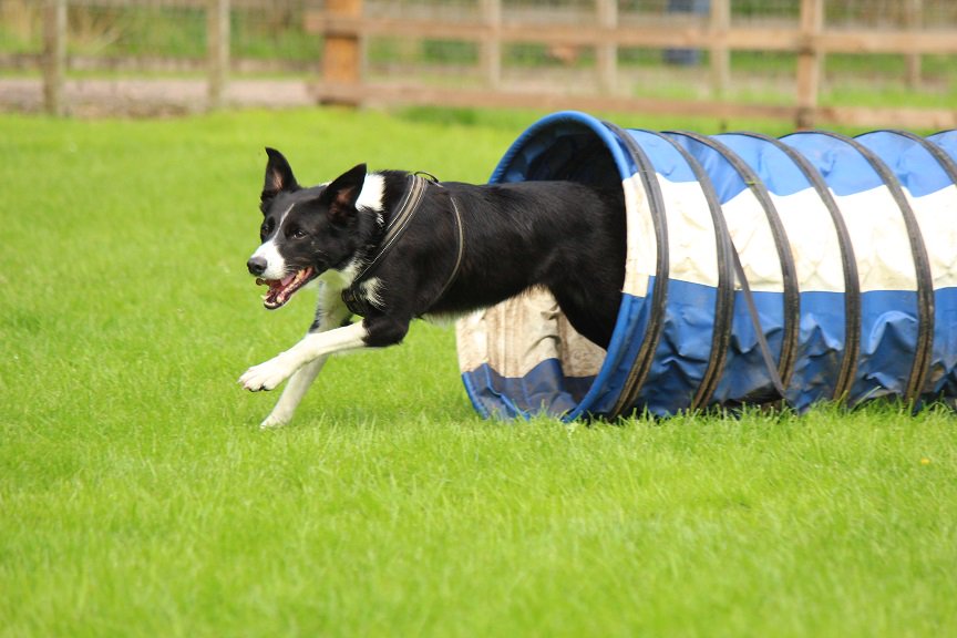 colliefullife's tweet photo. Agility today!  Will be my last Saturday at agility until October now 😢

#bordercollie #bordercolliefc #dogsoftwitter #dogagility #funagility https://t.co/APj17kNcK6