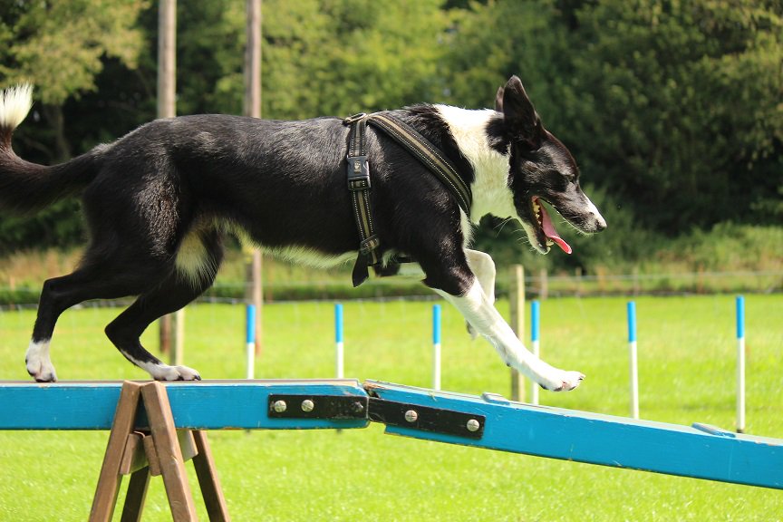 colliefullife's tweet photo. Agility today!  Will be my last Saturday at agility until October now 😢

#bordercollie #bordercolliefc #dogsoftwitter #dogagility #funagility https://t.co/APj17kNcK6