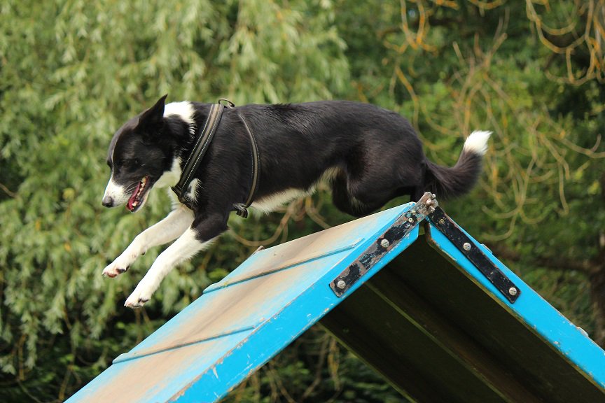 colliefullife's tweet photo. Agility today!  Will be my last Saturday at agility until October now 😢

#bordercollie #bordercolliefc #dogsoftwitter #dogagility #funagility https://t.co/APj17kNcK6