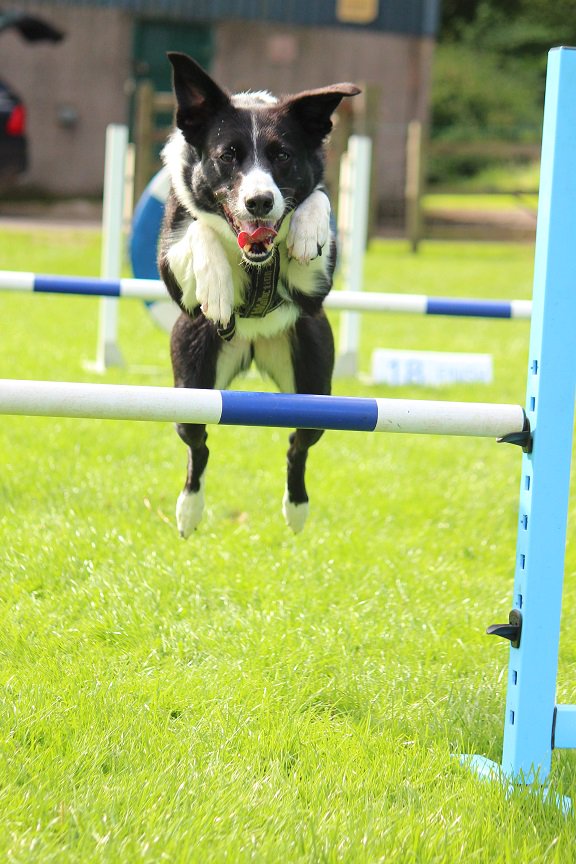 colliefullife's tweet photo. Agility today!  Will be my last Saturday at agility until October now 😢

#bordercollie #bordercolliefc #dogsoftwitter #dogagility #funagility https://t.co/APj17kNcK6