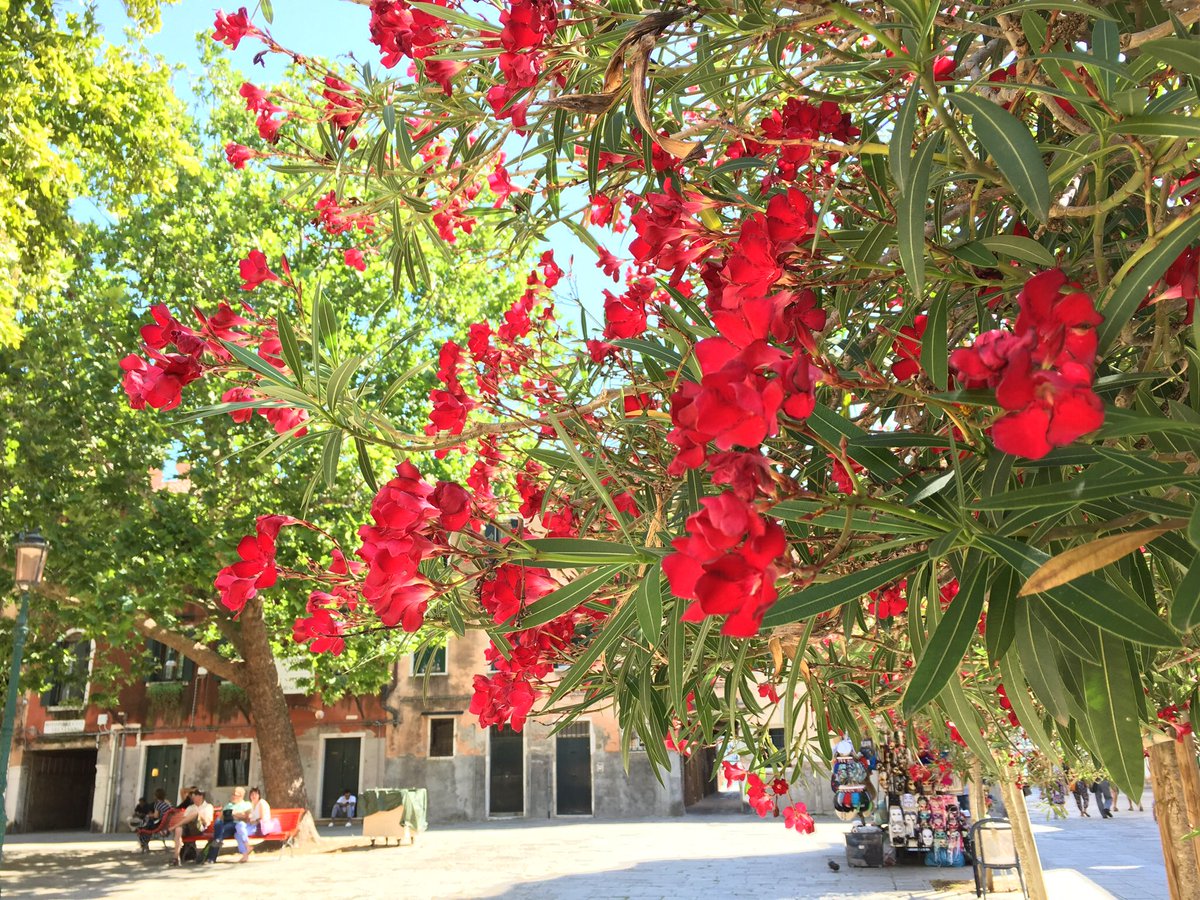 RunicoS's tweet photo. Campo di Sant’Agnese, Rio Terrà Foscarini, #Dorsoduro - #Venezia
The Venetian Campo is a structural component in building the City & the social life of the Community. #DenseCities & #OpenSpace #UrbanTrees #Heritage #HealthyCities @WUParks https://t.co/McCuW2Pdul