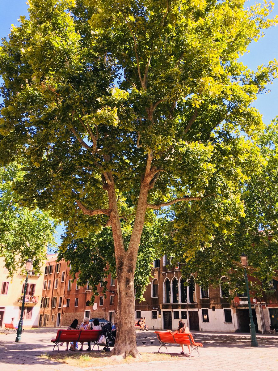 RunicoS's tweet photo. Campo di Sant’Agnese, Rio Terrà Foscarini, #Dorsoduro - #Venezia
The Venetian Campo is a structural component in building the City & the social life of the Community. #DenseCities & #OpenSpace #UrbanTrees #Heritage #HealthyCities @WUParks https://t.co/McCuW2Pdul