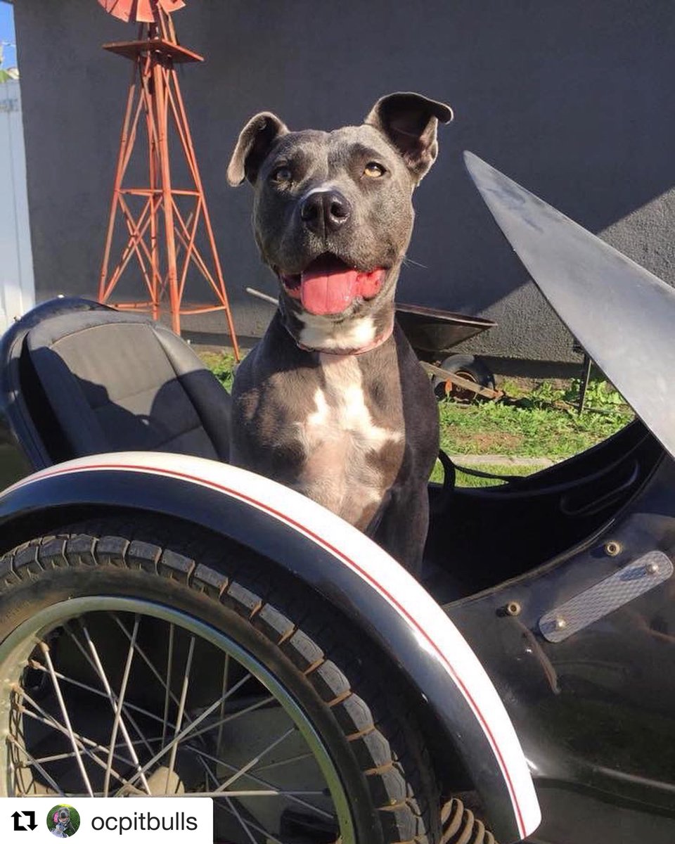 houndsgrounds's tweet photo. Bikers for Bullies is happening Sunday. OCPBR will Have this delicious nugget there for all of you to die over! Hartley is THE SWEETEST! has a strong love for play/work, hiking and anything fun and ALSO has a couch potato off switch. https://t.co/ZyOjpqo3Ws https://t.co/4yxjMeJU5d