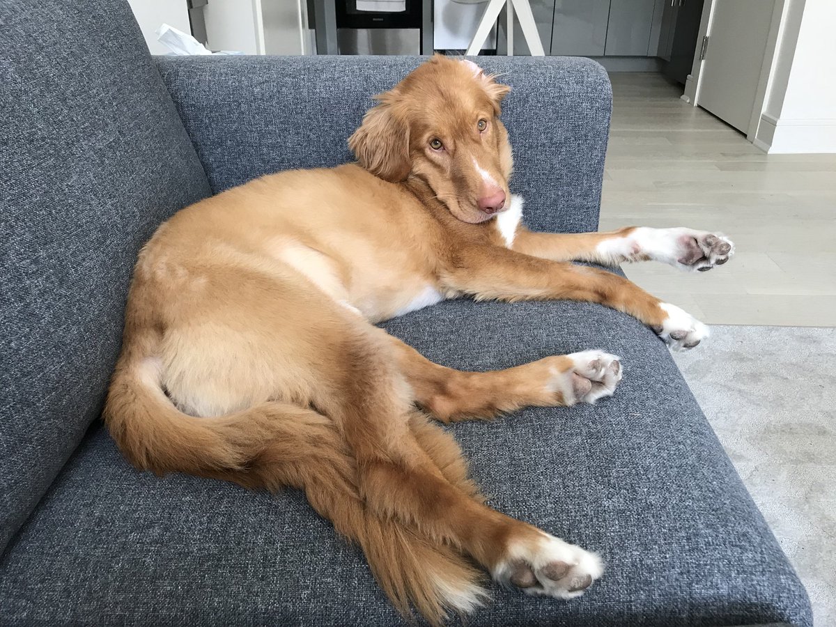 Matt_Dominguez's tweet photo. The Hobie is just chillin today. Lazy Saturday! #pawturday https://t.co/zk0g1lq3W4