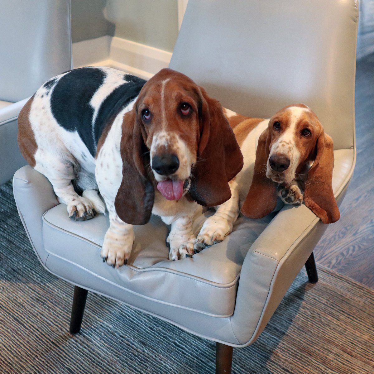 dean_the_basset's tweet photo. sit on my chair and you’ll get sat on! #sorrychief https://t.co/0iNEZbJRTE