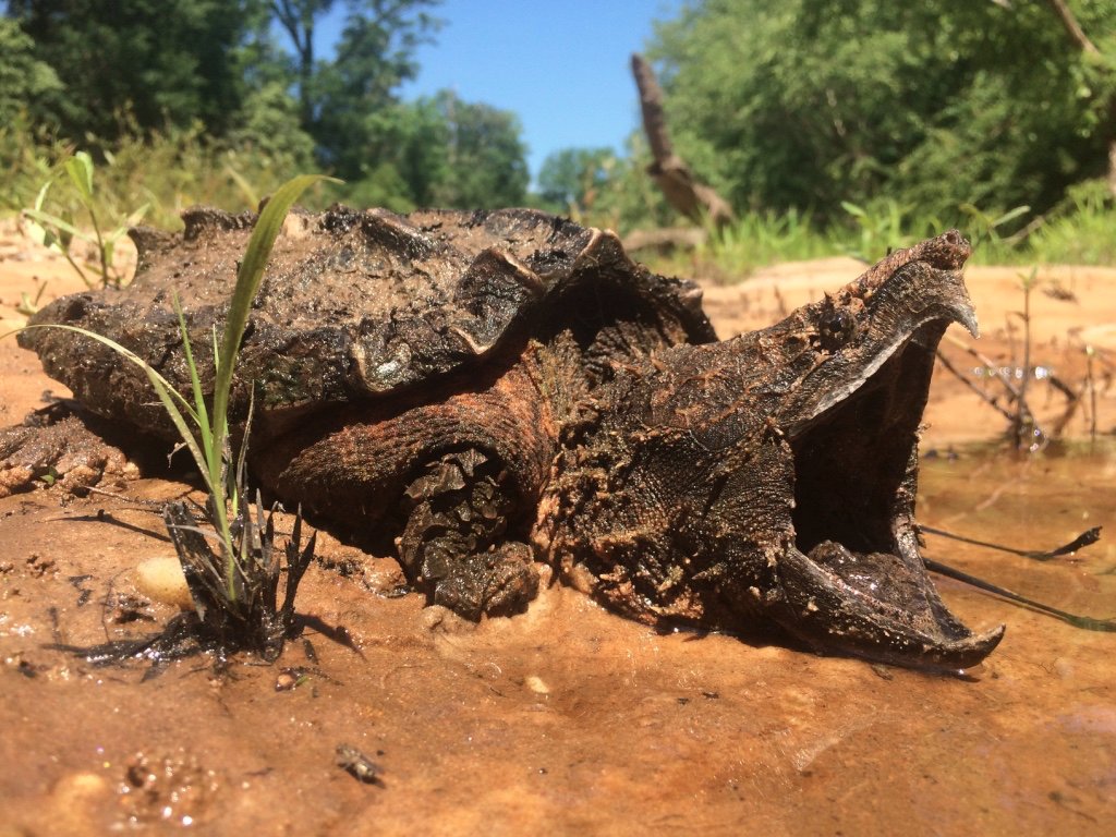 MSScienceMuseum's tweet photo. SAVE THE DATE &amp; join us for our next lecture: "The Search for the Secretive Snapper: Status of the Alligator Snapping Turtle in MS" on 9/4 from Noon - 1 pm at #MSScienceMuseum. #mslist #myjxn #visitjackson #longlivewonder #MYSCIMUSEUM #scienceed #STEM https://t.co/UqkFBWudJb https://t.co/vQMdOpGCLE