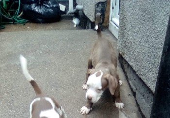 MissingPetsGB's tweet photo. 🐕🙏🙏🙏 #URGENT
Staffy X pup LUNA
#STOLEN with DIXIE & BOSS (BOSS NOW HOME)
LUNA -Mainly chocolate with 4 white paws & tipped tail has a clear chocolate spot right in middle of her head & a white face
Taken from house 24 Aug 2018
#Grimsby area #DN32
https://t.co/uRwxLbzNvS
