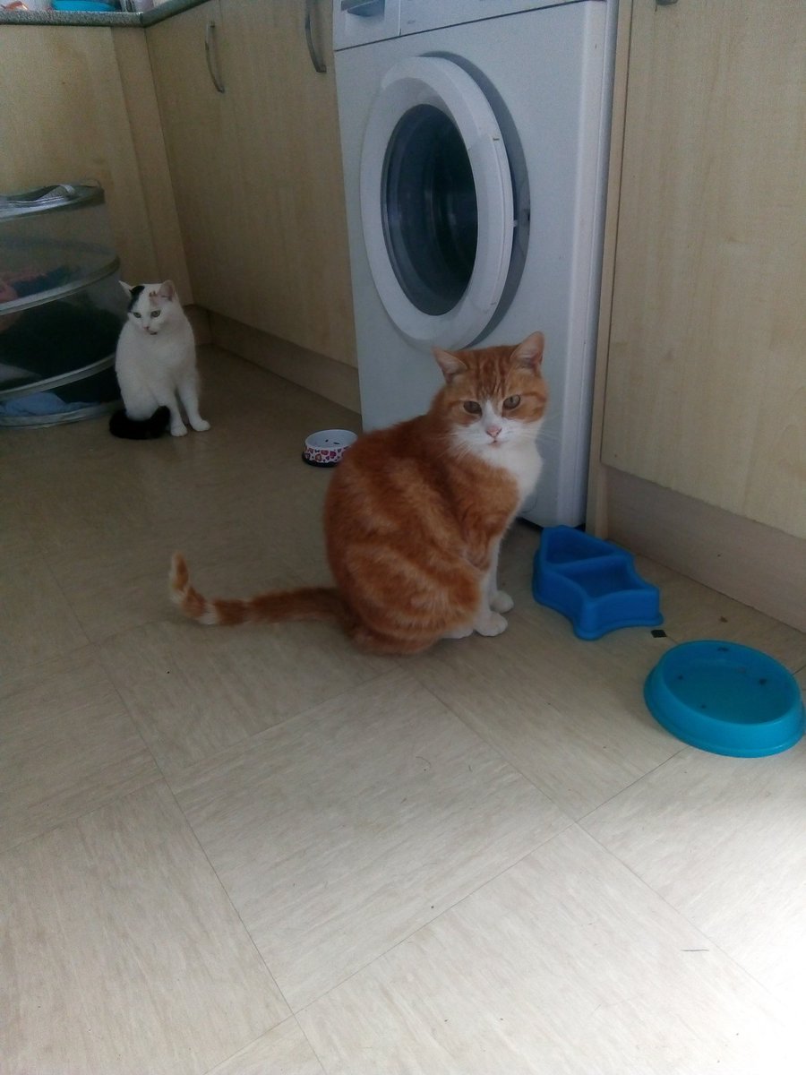 myqueueingcat's tweet image. My queueing cat has enlisted the support of a small white back-up cat.