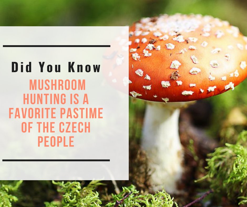CzechCMHouston's tweet photo. Did you know this? If you did, let us know in the comments below!
#CzechRepublic #facts https://t.co/Mio87ykqro