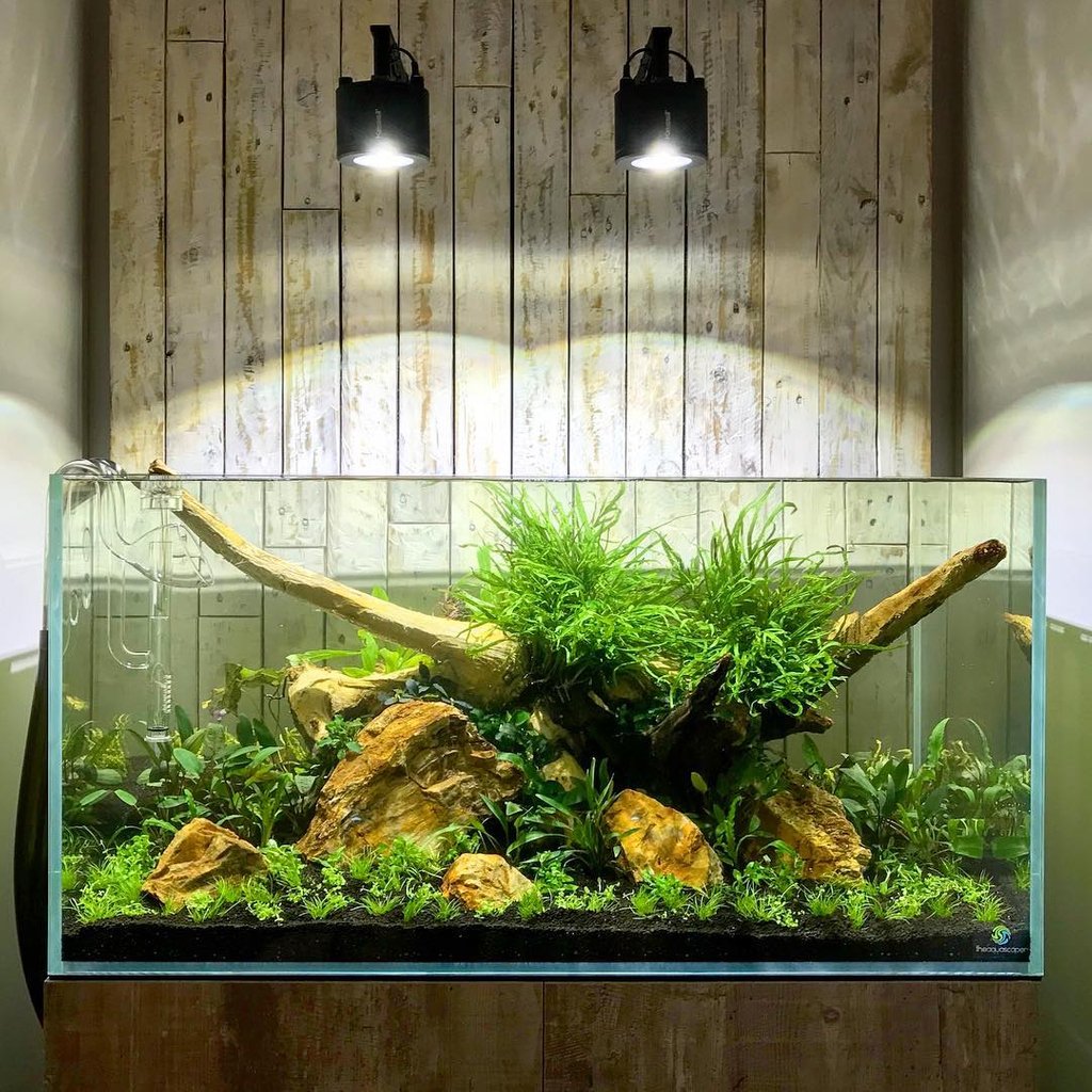Twitter 上的 Kessil Lighting: Twitter 上的 Kessil Lighting: