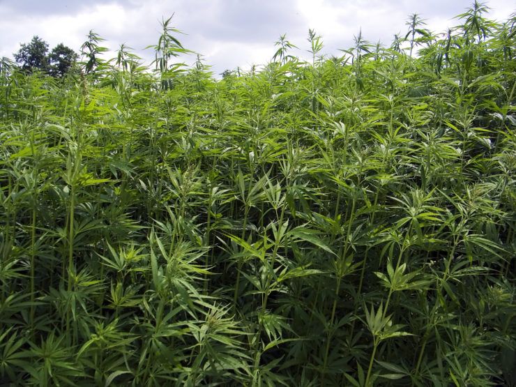 California Cannabis: Industrial Hemp Regulation Moves Ahead | Canna Law Blog™ buff.ly/2w5K3iQ