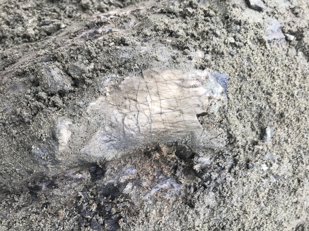 AaronVDReest's tweet photo. Continuing the #BennettBonebed in the #Brazeau Fm. First bone, a partial vertebra from a juvenile hadrosaur dinosaur. Great listening to my favourite band @thehipdotcom while jackhammering and favourite podcast @HardcoreHistory while doing more delicate work. #MADP #Dinodigs https://t.co/hogFecHKsL
