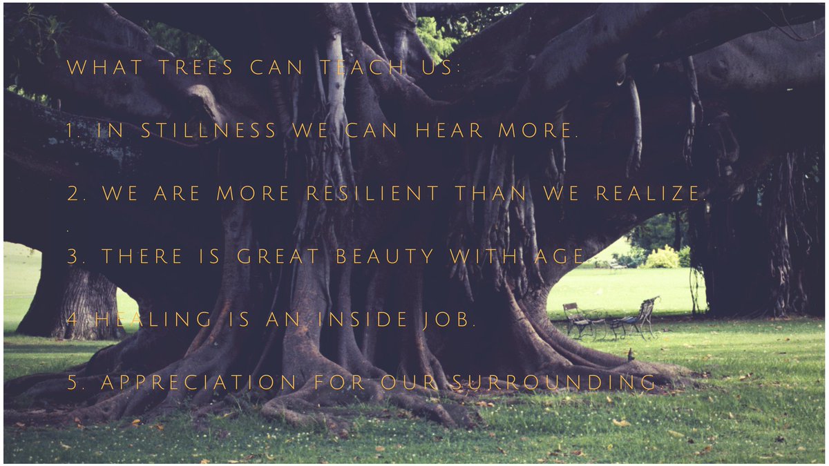 BehindTheBrand's tweet photo. Trees can teach us so much ~ #walkwithwalsh https://t.co/LeYwQHpOXo