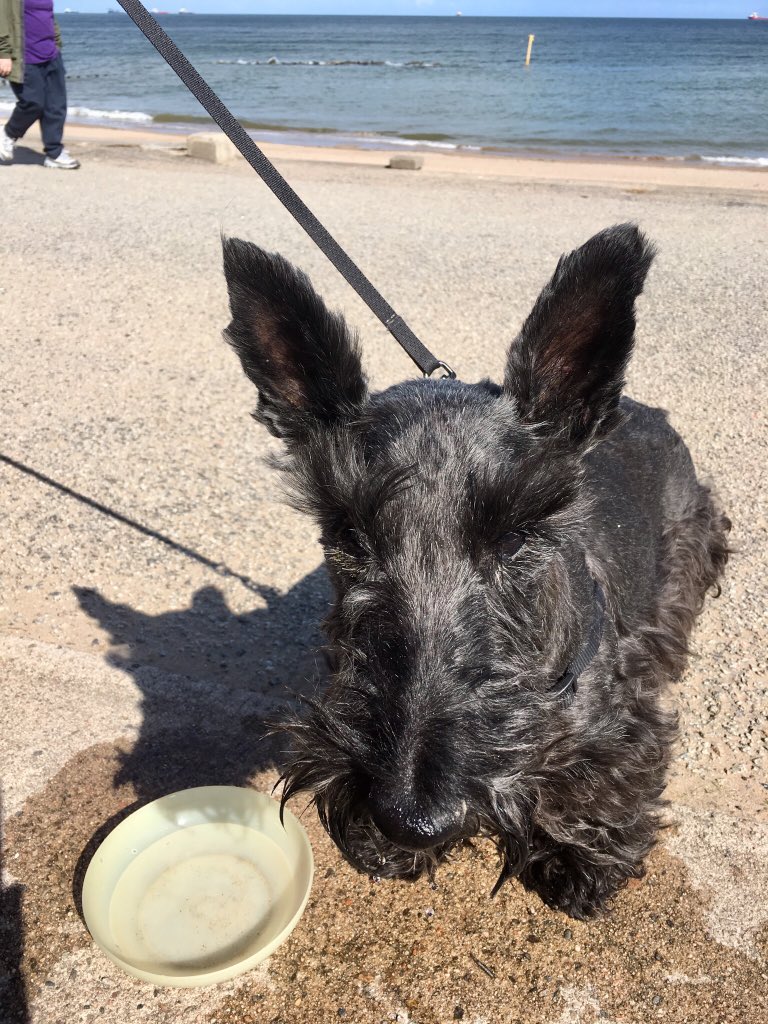 GintyN's tweet photo. @antonycotton Run free over rainbow 🌈 bridge Taxi, much loves your fellow Scottie Chewie https://t.co/XKtNbWZgcG