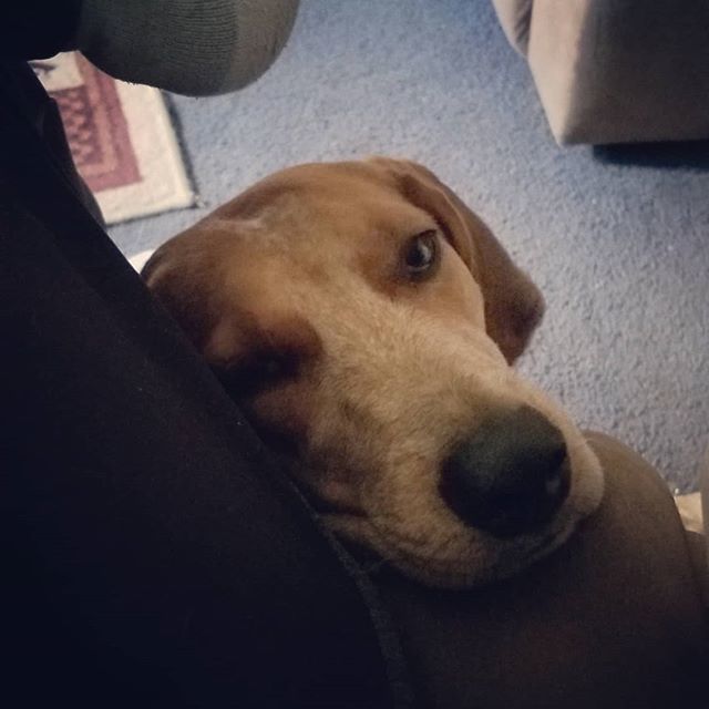 dogfatherteebee's tweet photo. Somebody is up my butt knowing something is wrong with my health. She was same way yesterday LOL. #MrTeebee #TeebeePresents #coonielife #coonhound https://t.co/EGaOdyfNTE https://t.co/y01TF93cwl