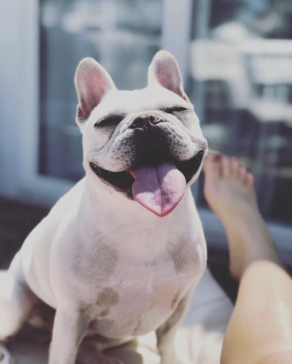 1AlexanderDavid's tweet photo. As happy as @littlep.thefrenchie is on this Saturdazeee
.
.
.
#losangelesfashion #labrand #lastyle#fashionista #outfitinspo #outfitinspiration #stylepost #lookoftheday #weekend #weekender #frenchbulldog #frenchiesofinstagram https://t.co/GTo4zMKp6u