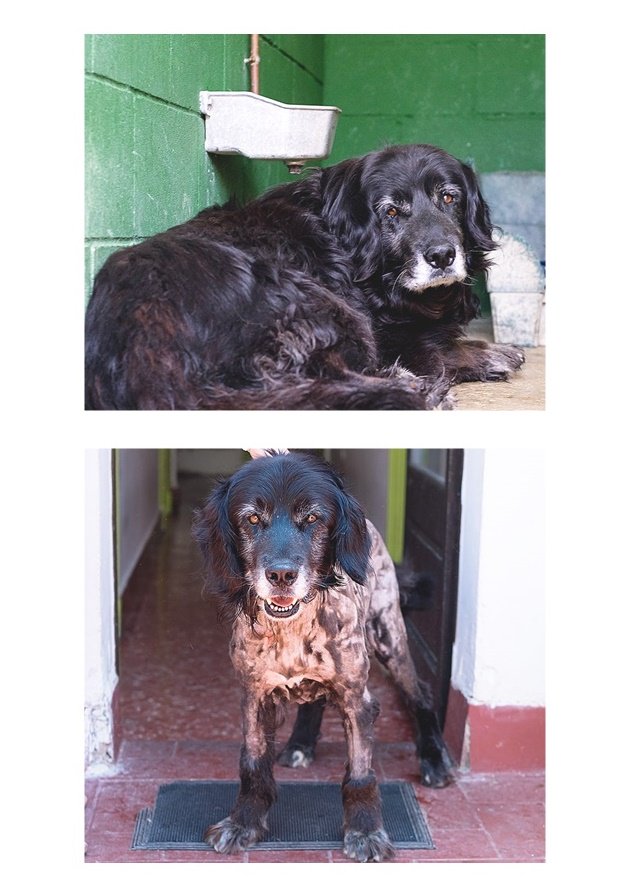 protemataro's tweet image. Lyon, 6 anys. Arriba ple d'espigues clavades i ferides. Però el pitjor està per venir: té càncer de bufeta i li queden mesos de vida. Necessitem URGENT per ell una acollida pel que li quedi de vida. És molt bo, caràcter jovial, li encanten les pilotes! Millor sense més animals.