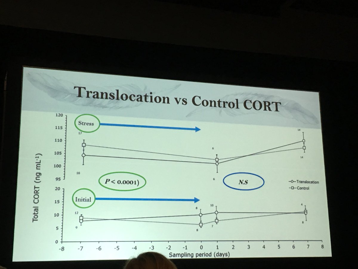saverygo's tweet photo. Translocation of #seabird chicks to new islands is a key tool for active #restoration of new colonies. @inexpecta is tackling an key Q: Does chronic stress undermine the #conservation objectives? 
A: No! For Mottled Petrels chicks, at least!
#IOCongress2018 #SeabirderSaturday https://t.co/bYGrXSKeyt