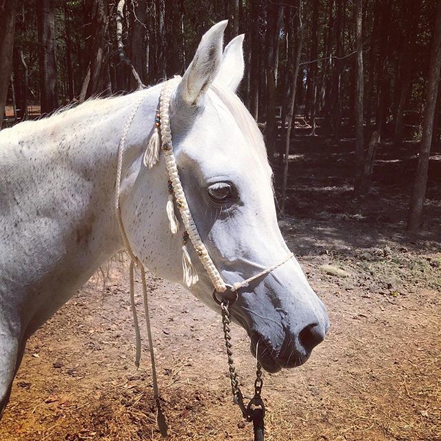 Found my old, 20+ year old macrame arab halters. They are a bit rusty and beat up now. Playing around. #straightegyptian #arabianhorse So La Vie is modeling. ift.tt/2NinMog