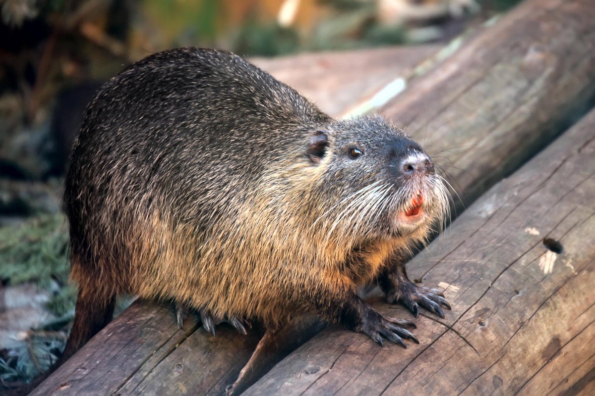 LDGdental's tweet photo. "Orange" you glad you're not a beaver? Their #Teeth are naturally orange in color! #FunFact https://t.co/GGJbn0lbpg
