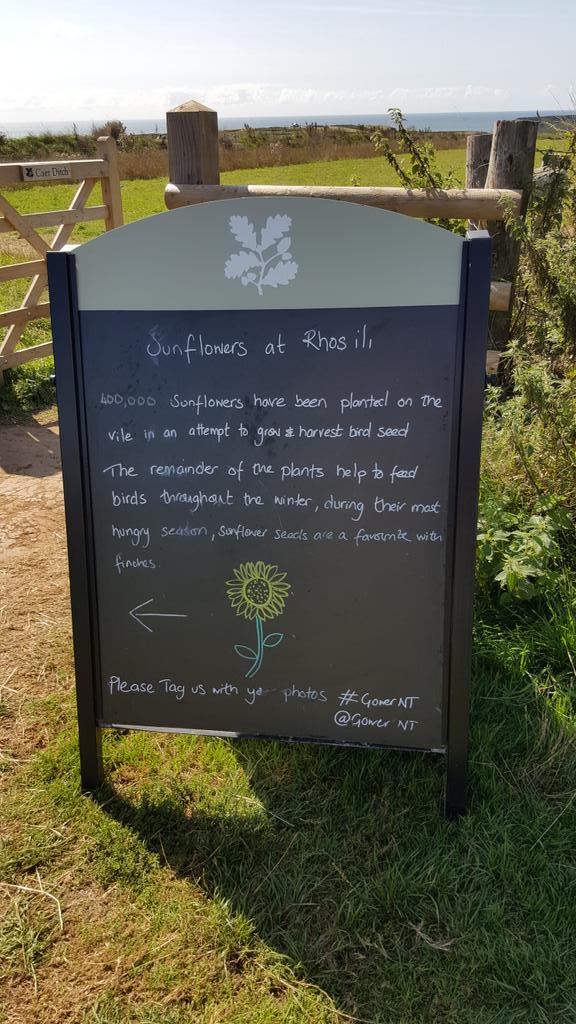 Claremogford's tweet photo. Stunning. Sunflowers @GowerNT #GowerNT https://t.co/VLb6KpHes9