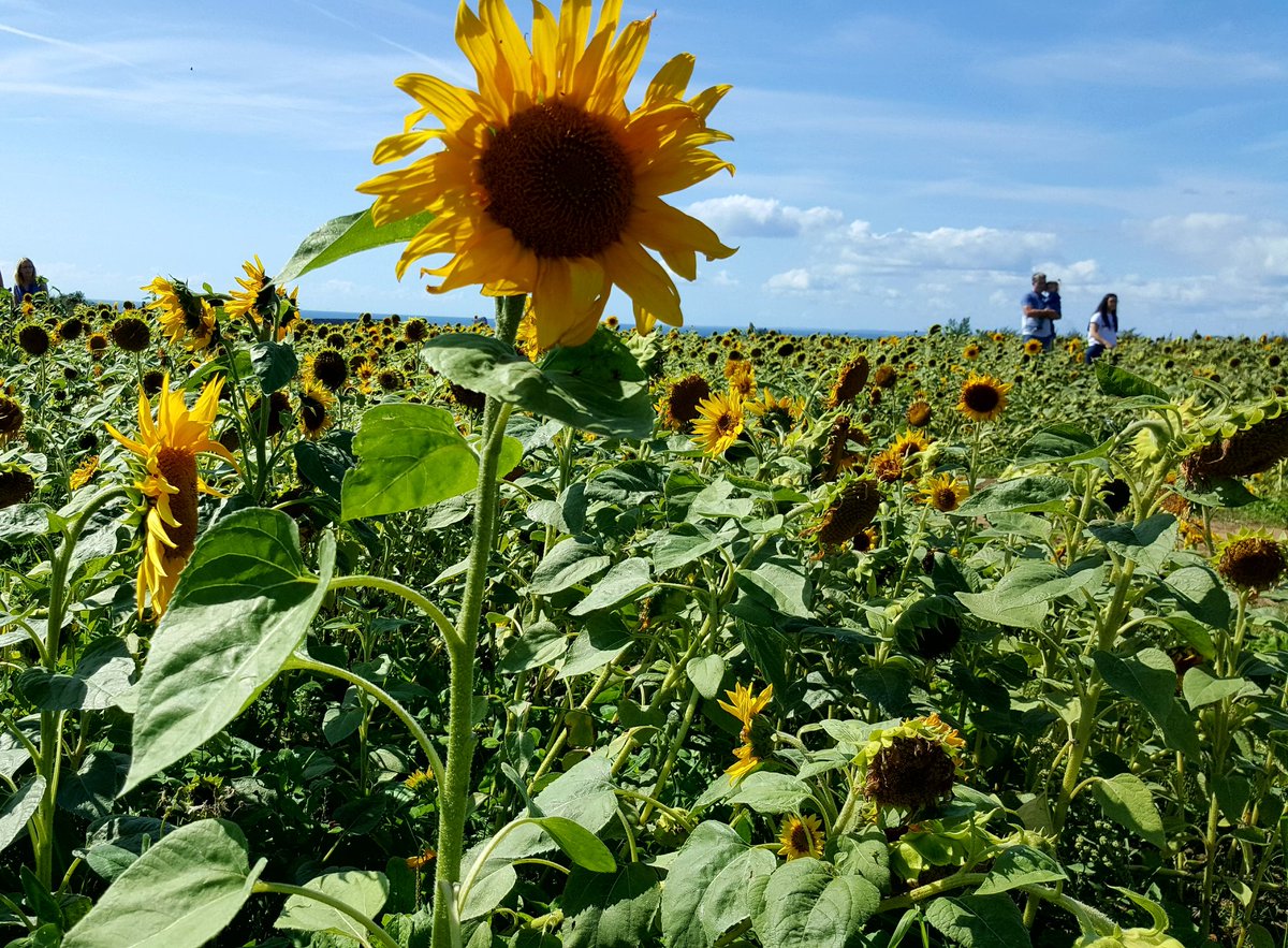 Claremogford's tweet photo. Stunning. Sunflowers @GowerNT #GowerNT https://t.co/VLb6KpHes9