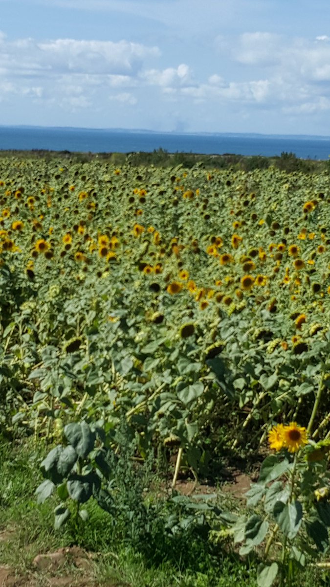 Claremogford's tweet photo. Stunning. Sunflowers @GowerNT #GowerNT https://t.co/VLb6KpHes9