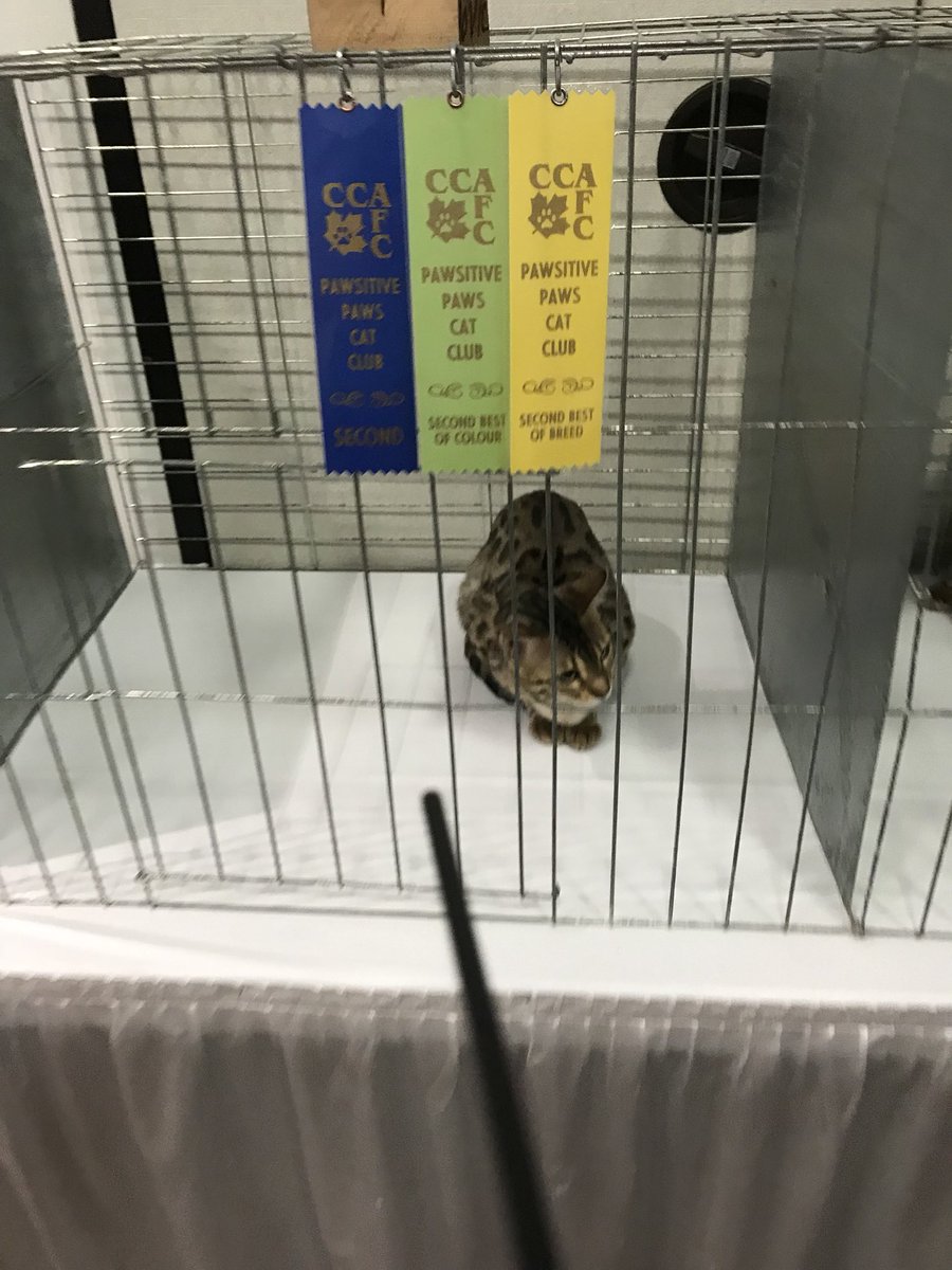 ontariobengals's tweet photo. Willow placing second Bengal in her first show! https://t.co/bO8d4aUJyT