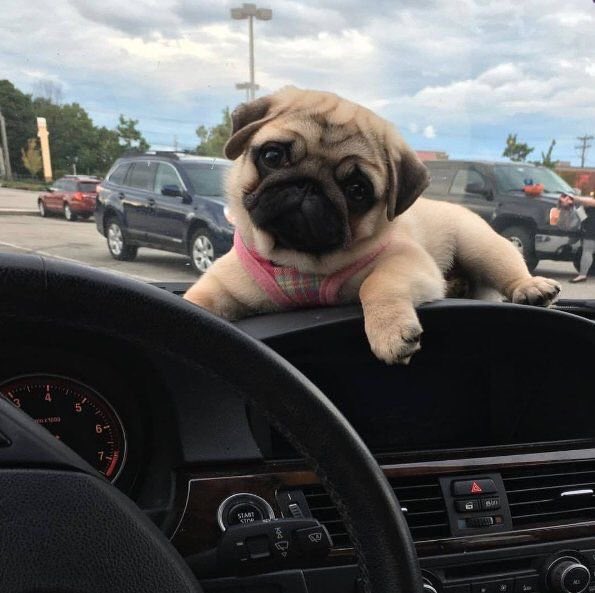 Loulou_thepug's tweet photo. im inlove with u https://t.co/ZVx8iEIY72