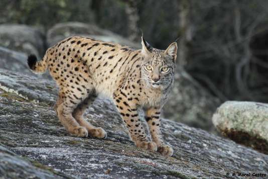 El proyecto #Iberlince de nuevo en la prensa internacional. En esta ocasión, en el diario  <a href="/lemondefr/">Le Monde</a>: 'Le lynx d’Espagne n’est plus menacé de disparition' por #IsabellePiquer 🗞️ #LIFEproject #LIFEprogramme #IberianLynx 
➡️ bit.ly/2P5NEnV