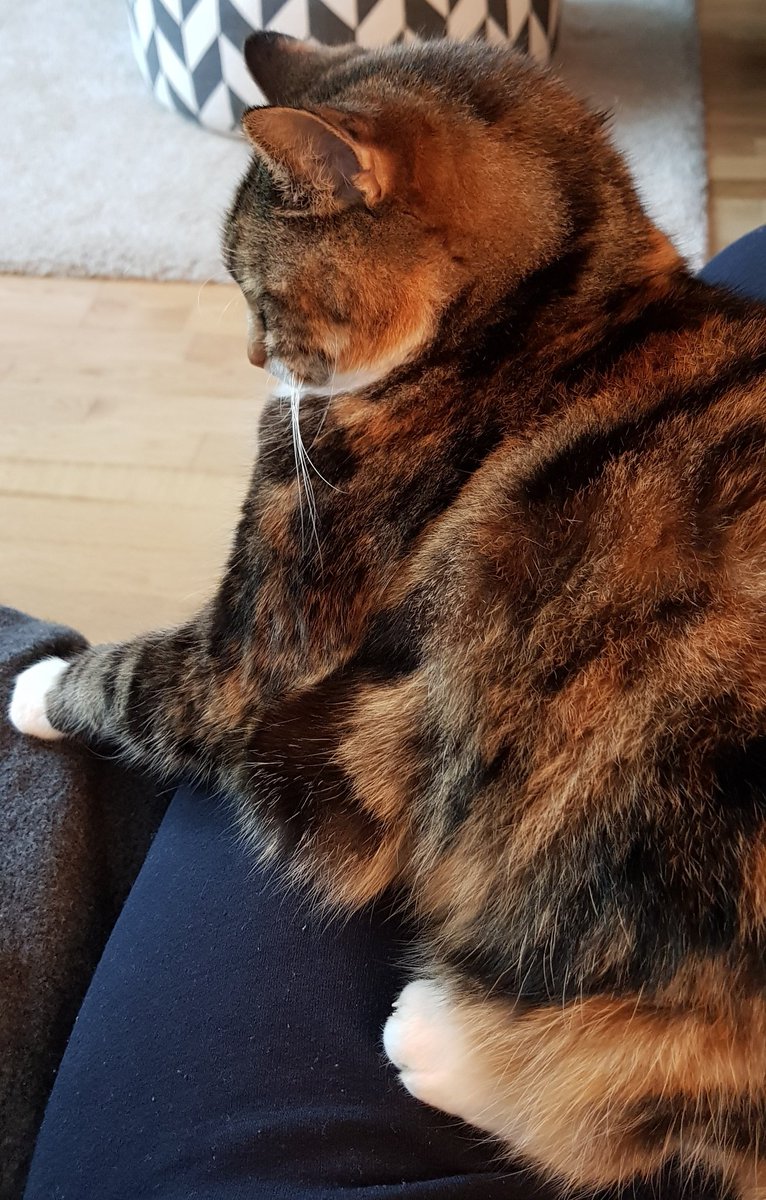 yogapuff67's tweet photo. Keeping me warm. #FatcatNoodle #naturalheat #chilly https://t.co/IpEztdC2zm