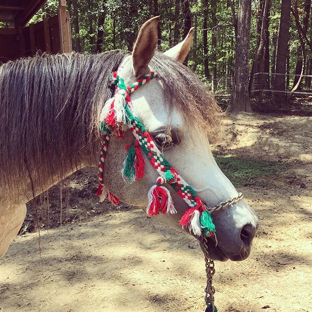 This one is actually from Egypt. I don’t think I’ve ever put this on anyone. Model here is “Bart”, LNJ Eskander. #ztmagnanimus son. Very low key stallion, very level headed. #arabianhorse ift.tt/2BL7enA