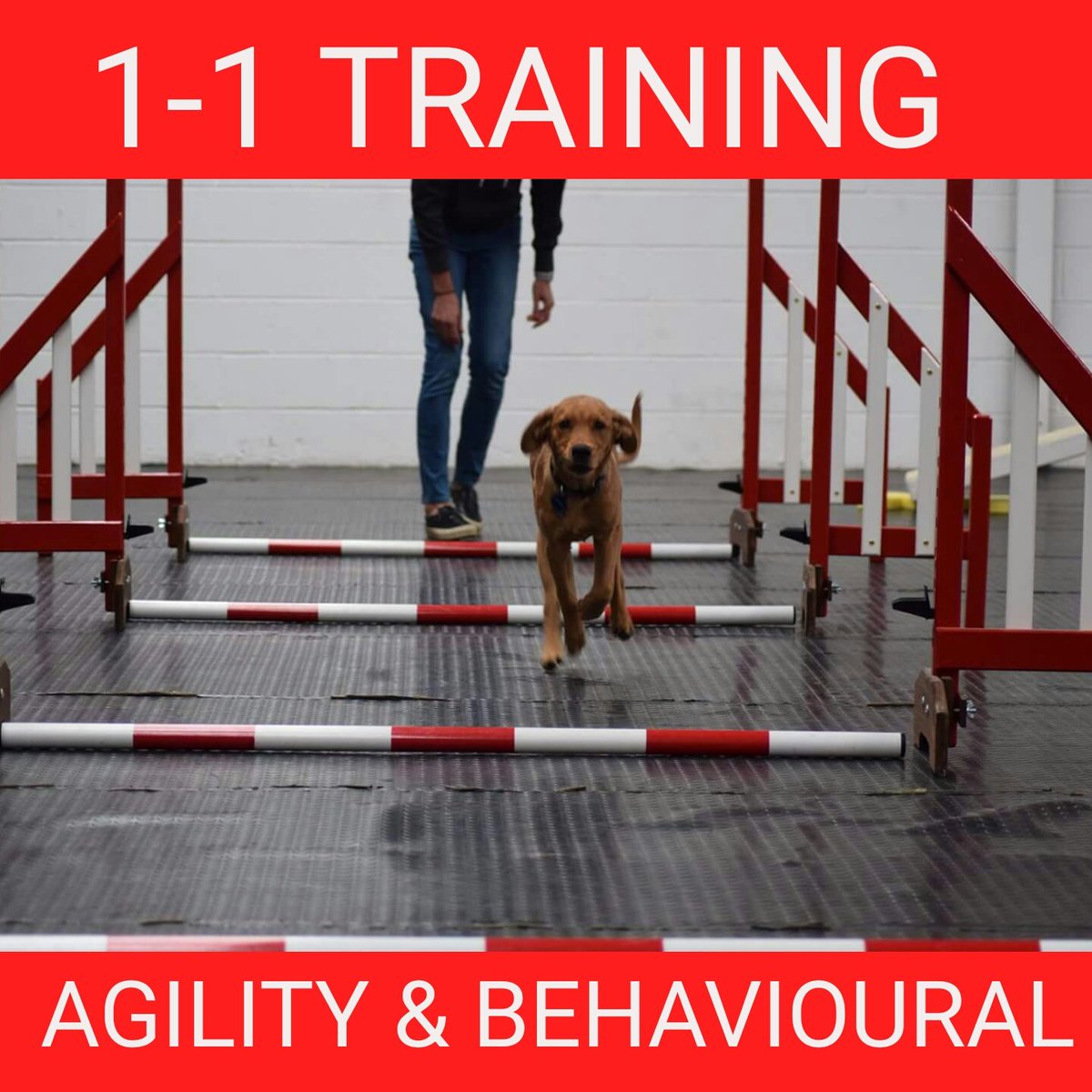 PawsitivePooch1's tweet photo. 1-1 Agility and behavioural sessions! 

Limited times and spaces available for next week, Wednesday 29th and Friday 31st.

Don't forget every Friday is half price agility one to one day so £20 a session :) https://t.co/EwOUZOh7w1