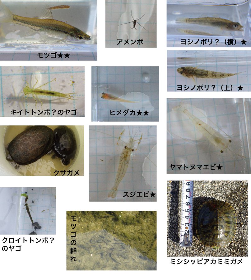 奈良県大和郡山市のザリガニ釣り 目撃情報 虫神の杜