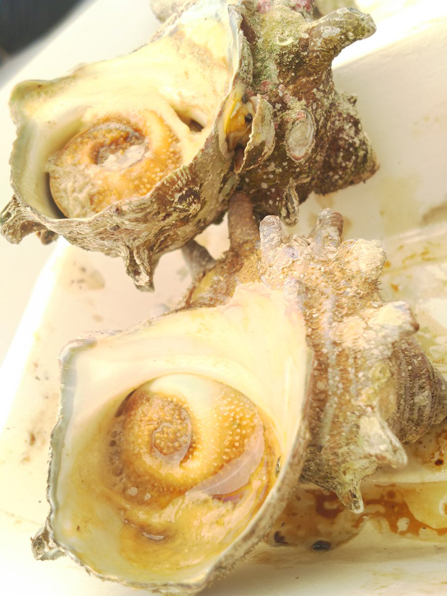 ICHIKAWA_MIKA's tweet image. BBQしたよ♪
サザエとホタテがめちゃくちゃ美味しかったぁ～❤️

#BBQ
#WILDMAGIC