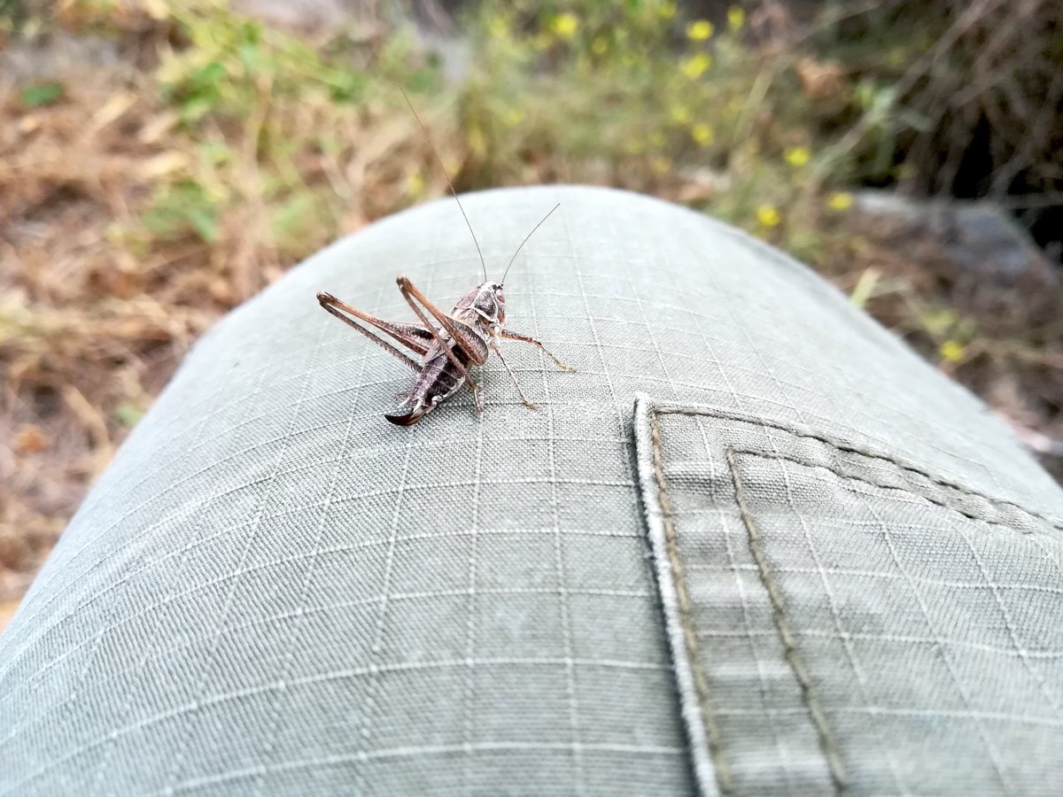 J__Baldinger's tweet photo. Vorgestern erster Nachweis der Kleinen Beißschrecke (Tesselana veyseli)  in der Agrarwüste des niederösterreichischen Marchfelds seit fast 20  Jahren. Weiter verbreitet sein als angenommen?
https://t.co/kR22mAfLmP

#natur #österreich #heuschrecken #umwelt https://t.co/N9R3pJAZYc