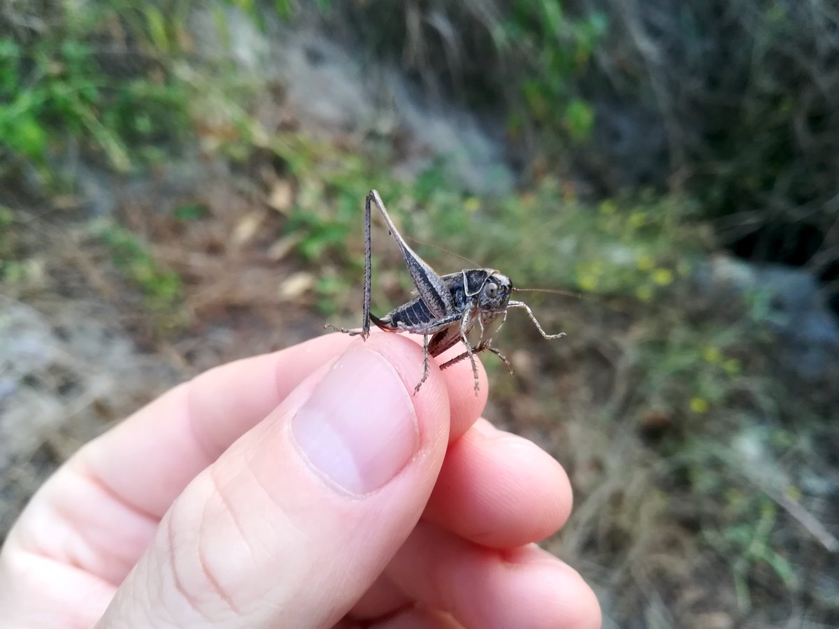 J__Baldinger's tweet photo. Vorgestern erster Nachweis der Kleinen Beißschrecke (Tesselana veyseli)  in der Agrarwüste des niederösterreichischen Marchfelds seit fast 20  Jahren. Weiter verbreitet sein als angenommen?
https://t.co/kR22mAfLmP

#natur #österreich #heuschrecken #umwelt https://t.co/N9R3pJAZYc