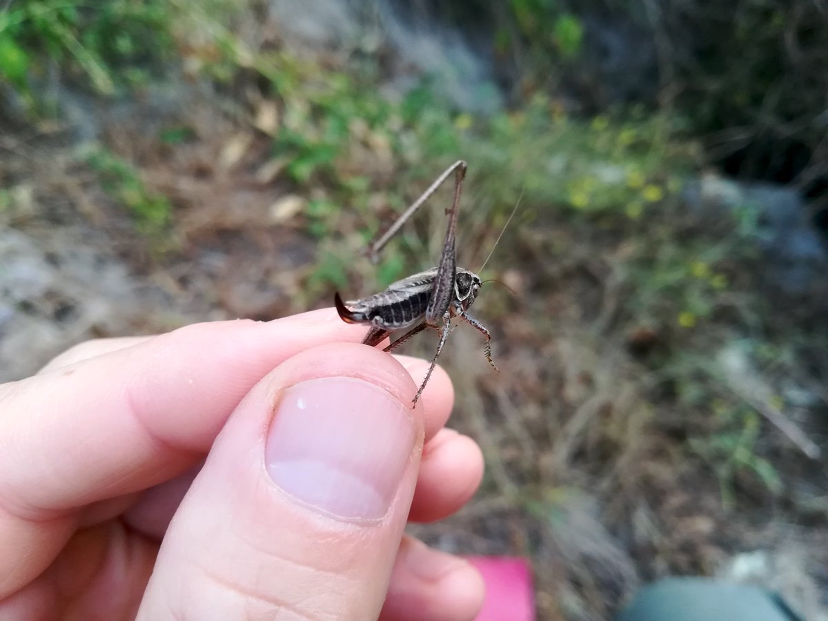 J__Baldinger's tweet photo. Vorgestern erster Nachweis der Kleinen Beißschrecke (Tesselana veyseli)  in der Agrarwüste des niederösterreichischen Marchfelds seit fast 20  Jahren. Weiter verbreitet sein als angenommen?
https://t.co/kR22mAfLmP

#natur #österreich #heuschrecken #umwelt https://t.co/N9R3pJAZYc