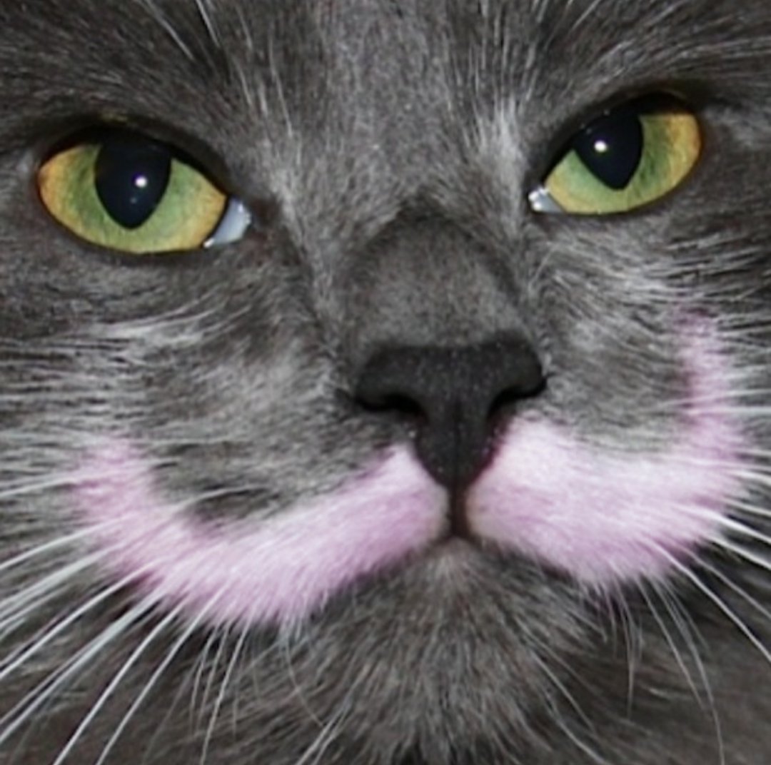 Кот с усами