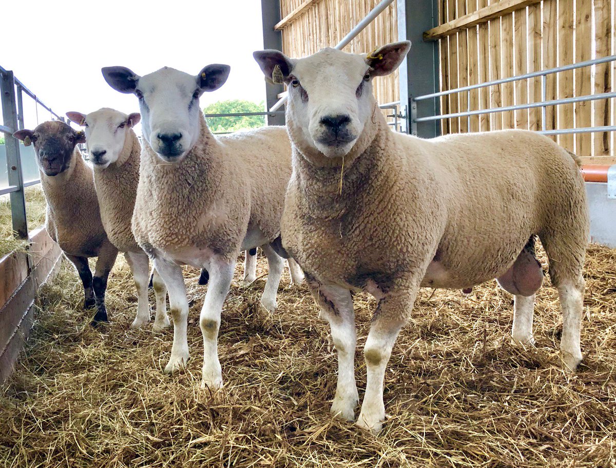 qmscotland's tweet photo. Prepare now for lambing! Maximise your flock’s potential by ewe condition scoring & feeding, ram selection & MOTing, health checking & quarantining.Last spaces at free QMS workshop @ Selkirk Tuesday 28th & Crianlarich Thursday 30th. https://t.co/iJOlycJxXj
https://t.co/tlzc8O9PyG https://t.co/KoF3MkLgTZ