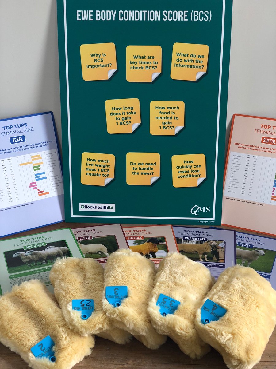 qmscotland's tweet photo. Prepare now for lambing! Maximise your flock’s potential by ewe condition scoring & feeding, ram selection & MOTing, health checking & quarantining.Last spaces at free QMS workshop @ Selkirk Tuesday 28th & Crianlarich Thursday 30th. https://t.co/iJOlycJxXj
https://t.co/tlzc8O9PyG https://t.co/KoF3MkLgTZ
