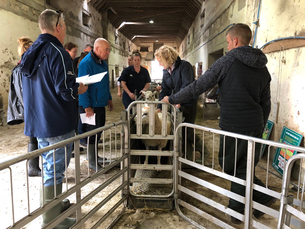 qmscotland's tweet photo. Prepare now for lambing! Maximise your flock’s potential by ewe condition scoring & feeding, ram selection & MOTing, health checking & quarantining.Last spaces at free QMS workshop @ Selkirk Tuesday 28th & Crianlarich Thursday 30th. https://t.co/iJOlycJxXj
https://t.co/tlzc8O9PyG https://t.co/KoF3MkLgTZ