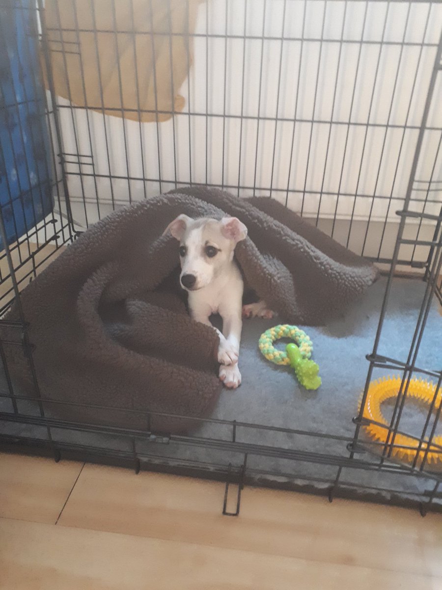grace_tidmarsh's tweet photo. Very excited to announce the arrival of Raisin to the Tidmarsh-Lewis household! She is settling in really well and is just so bloody cute! ๐ถโค #pupdate #puppy #cominghomeday https://t.co/Nxw38kOpGM