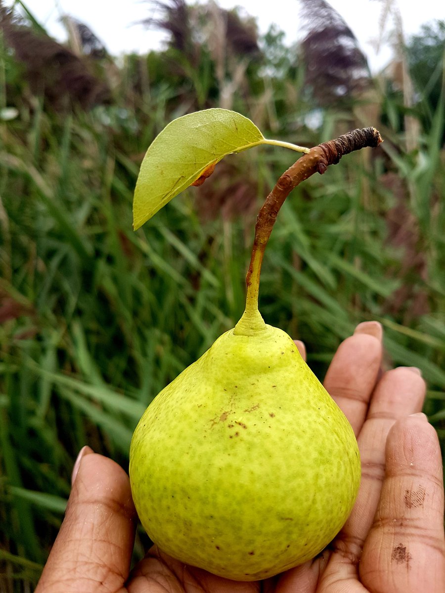 JananiSivarajah's tweet photo. After a long exhausting day of #treesurveying, we didn't mind plucking and treating ourselves to these #pears (#Pyrus sp.) near the roadside #urbanforaging #urbanforestry https://t.co/0kRqiNRshB