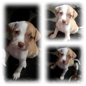 staffy puppies north east